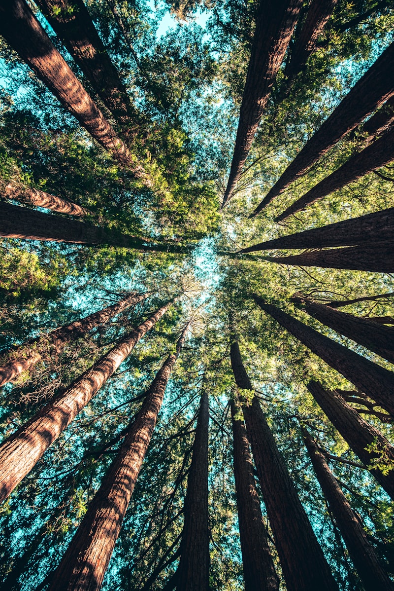 Сосновые дрова в Солнечногорске